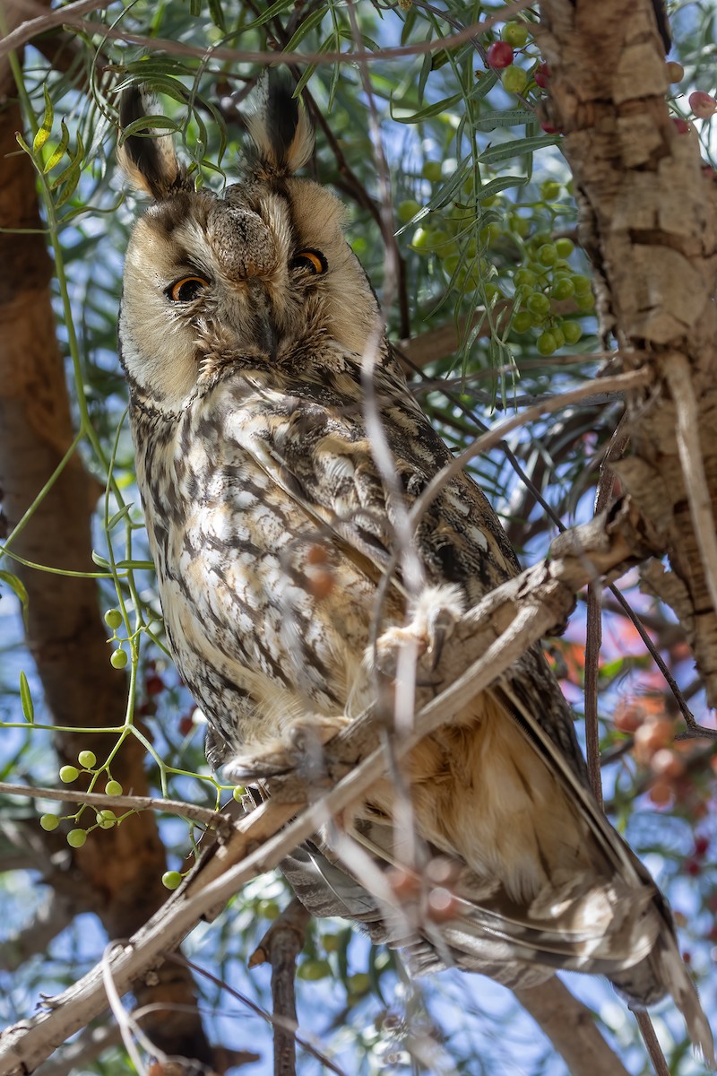 Long-eared Owl - Javi Elorriaga