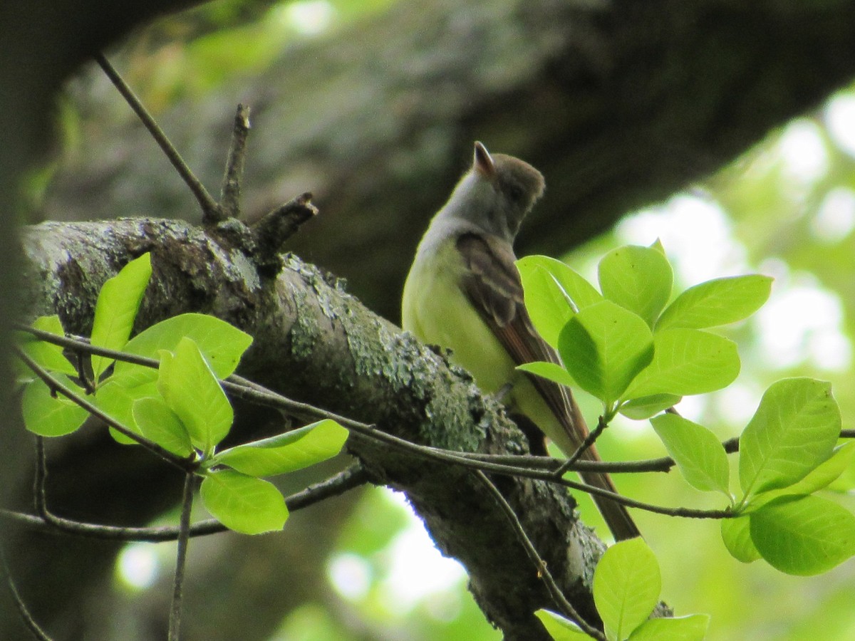 Great Crested Flycatcher - ML618090171