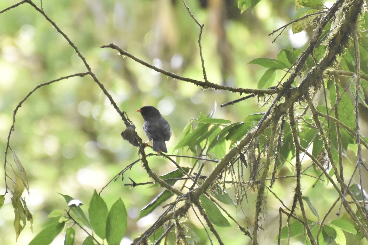 Black-faced Solitaire - ML618090186