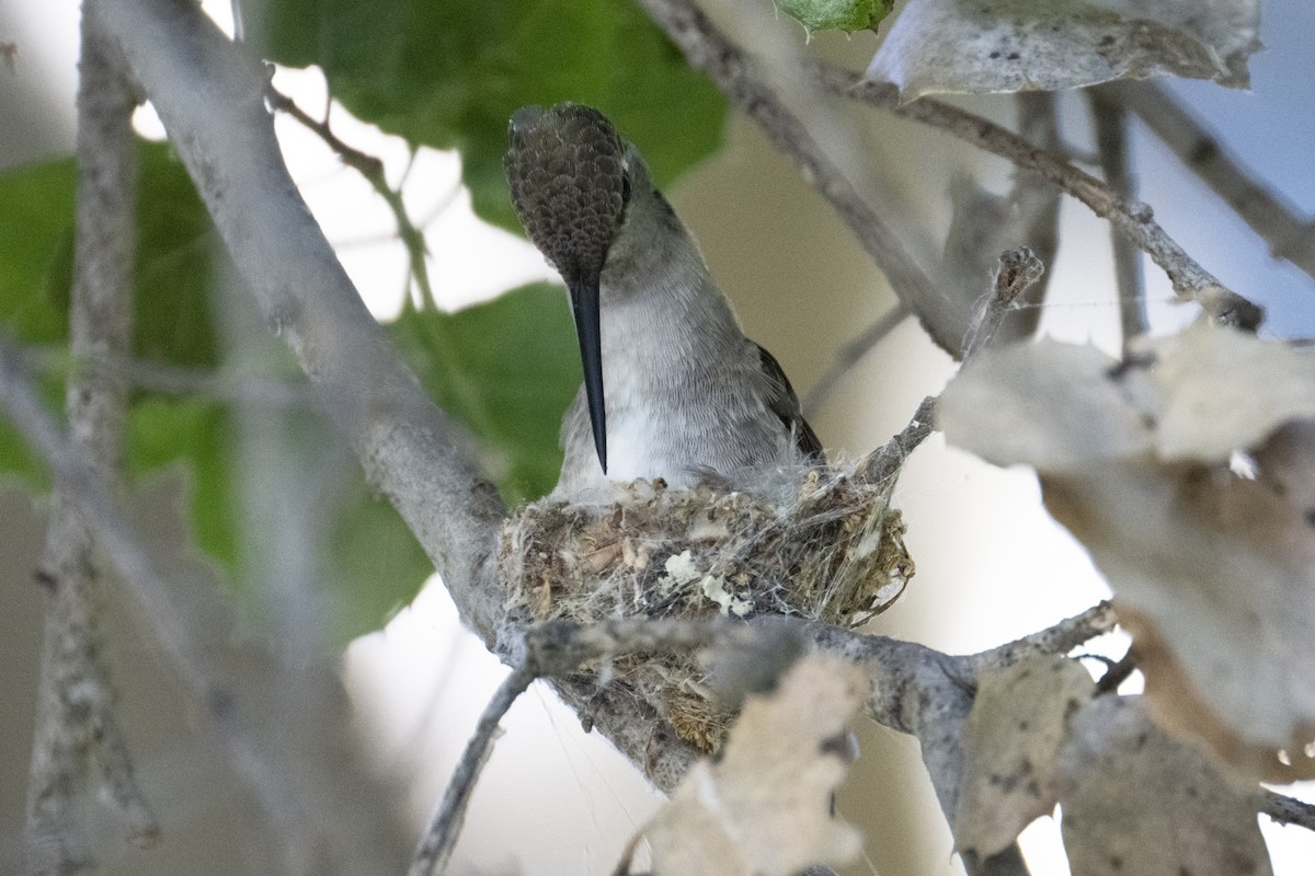 Black-chinned Hummingbird - ML618090192