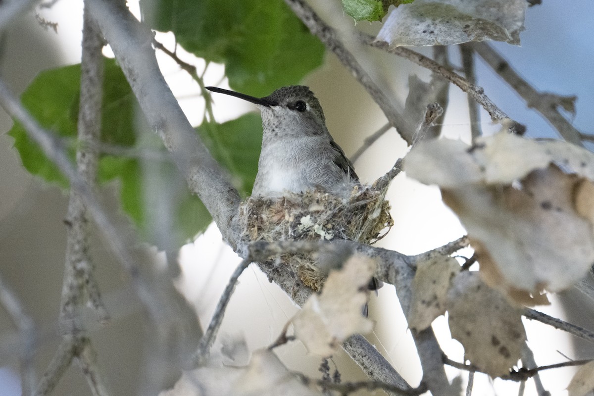 Black-chinned Hummingbird - ML618090199