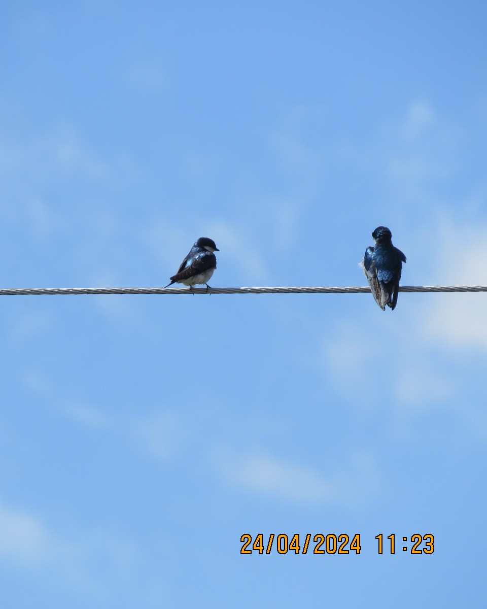 Tree Swallow - ML618090204