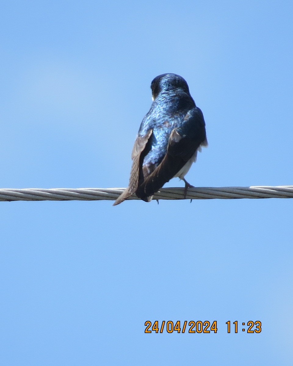 Tree Swallow - Gary Bletsch