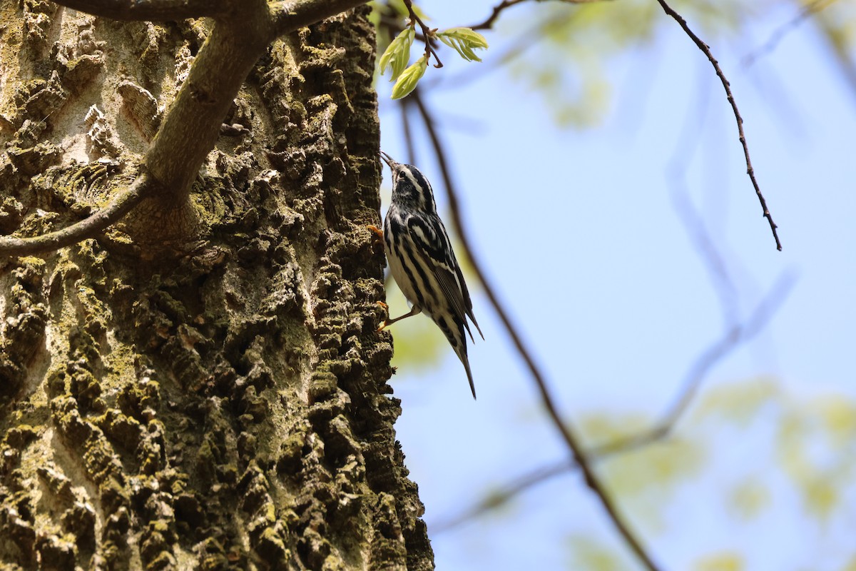 Black-and-white Warbler - Tracey Chan