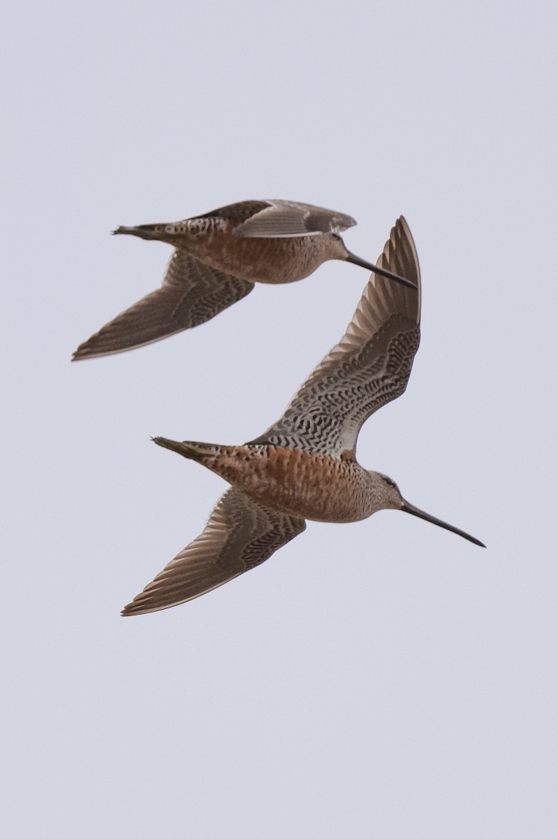 Long-billed Dowitcher - ML618090234