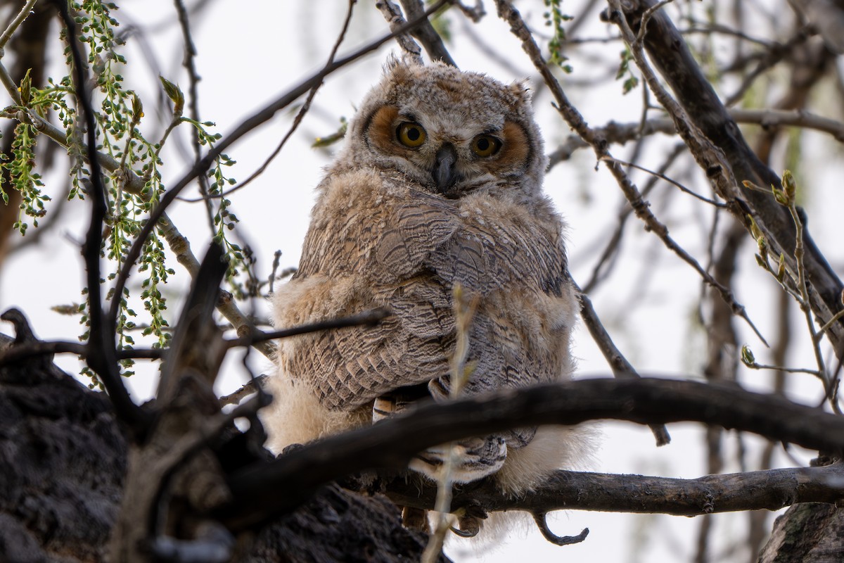 Great Horned Owl - ML618090239
