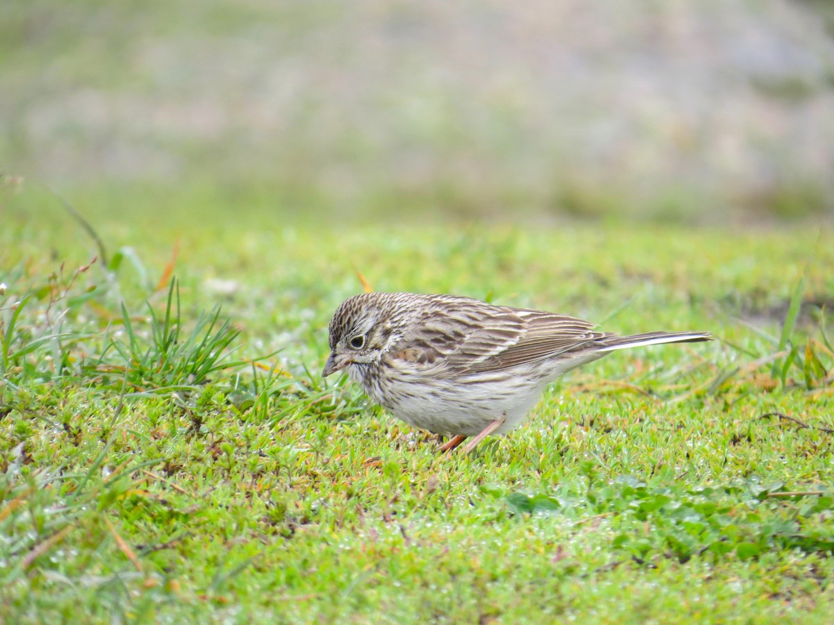 Vesper Sparrow - Craig Sandvig