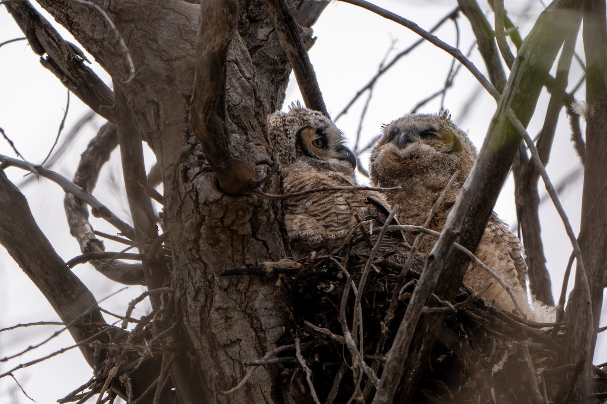 Great Horned Owl - ML618090248