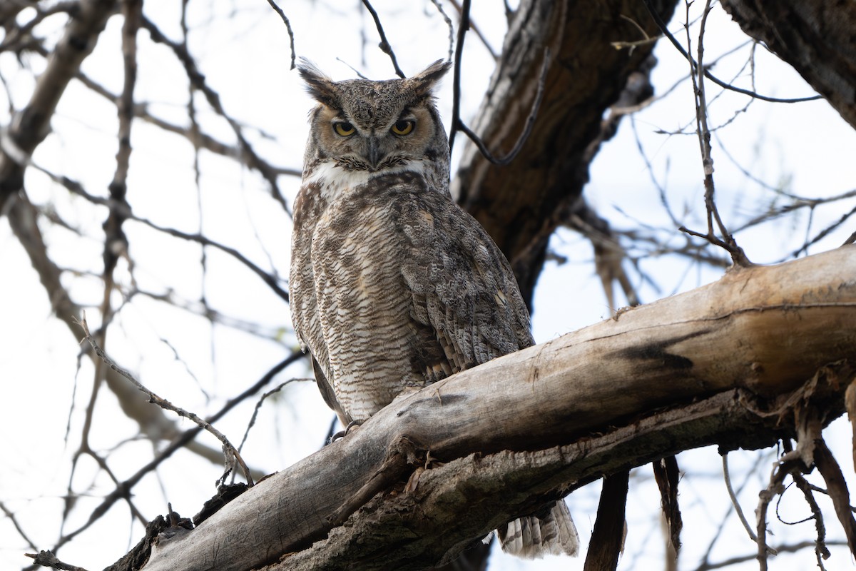 Great Horned Owl - ML618090255