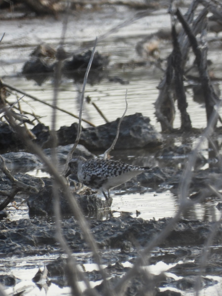 Black-bellied Plover - Tracy Mosebey