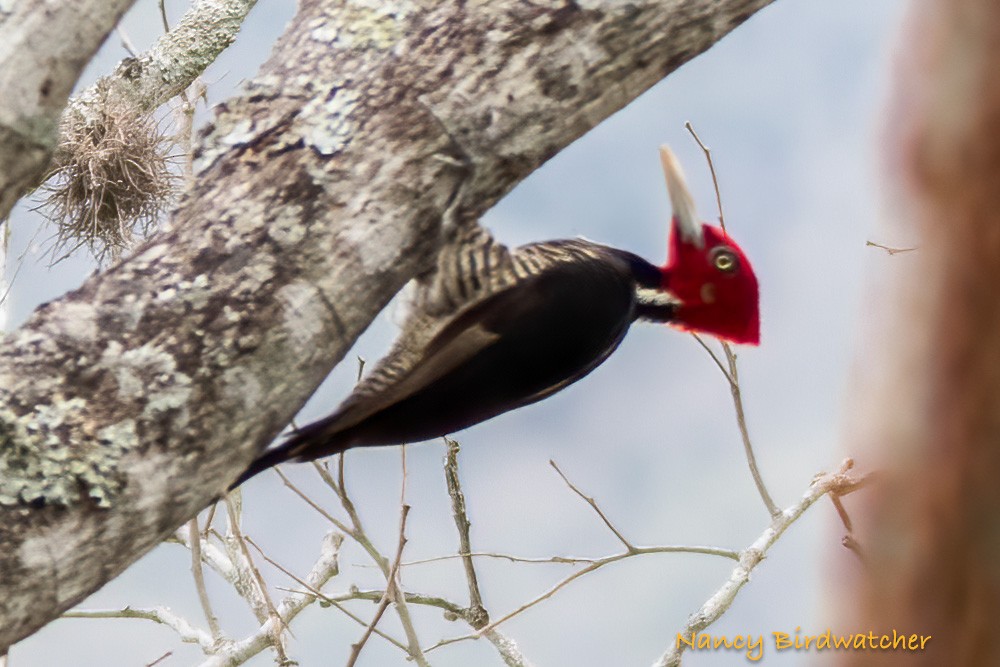 Pale-billed Woodpecker - ML618090294