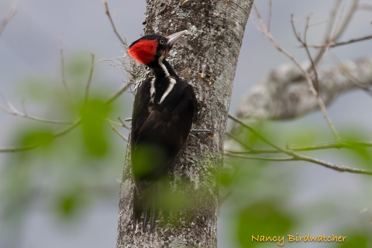 Pale-billed Woodpecker - ML618090295