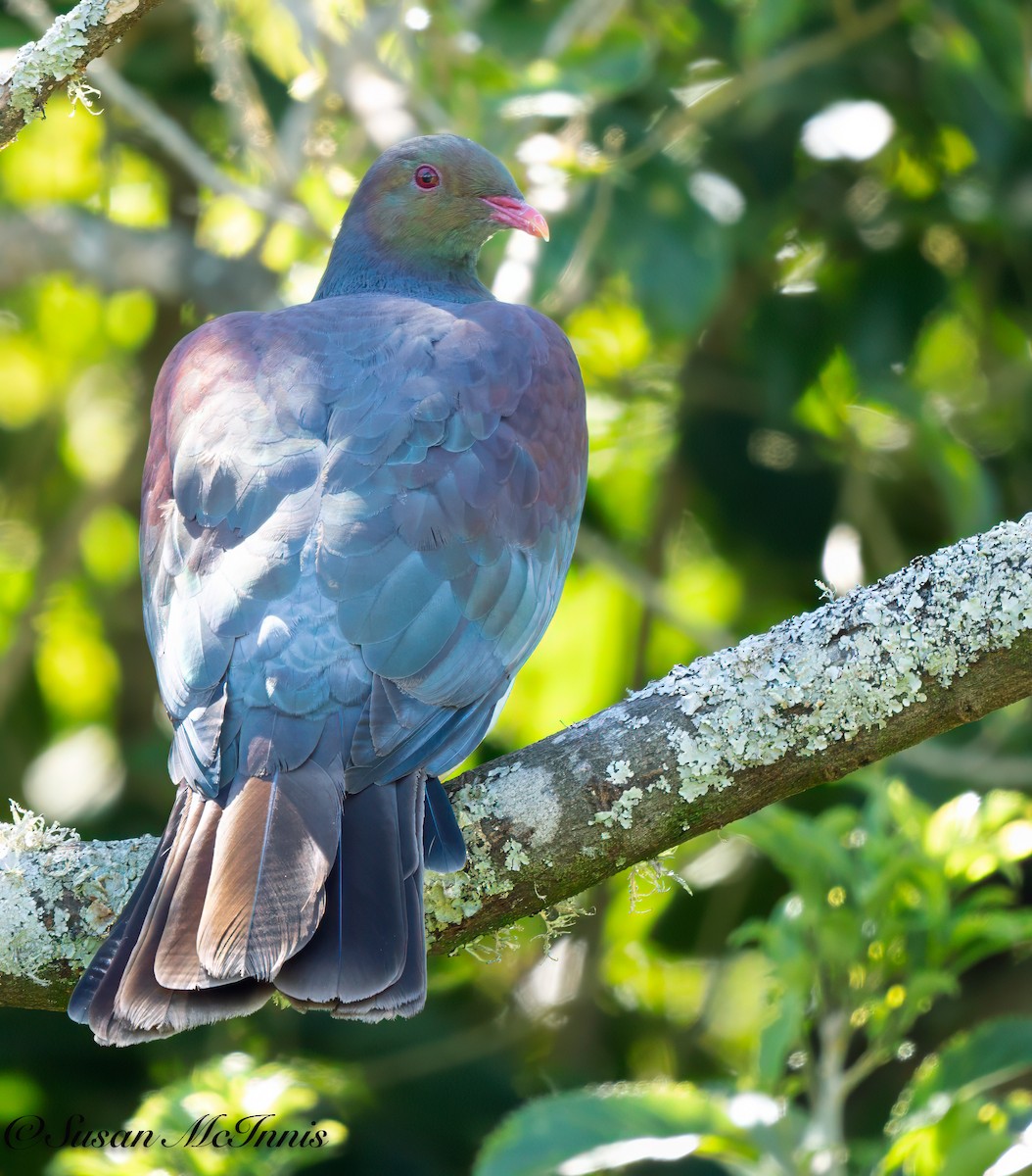 Маорийский плодовый голубь - ML618090328
