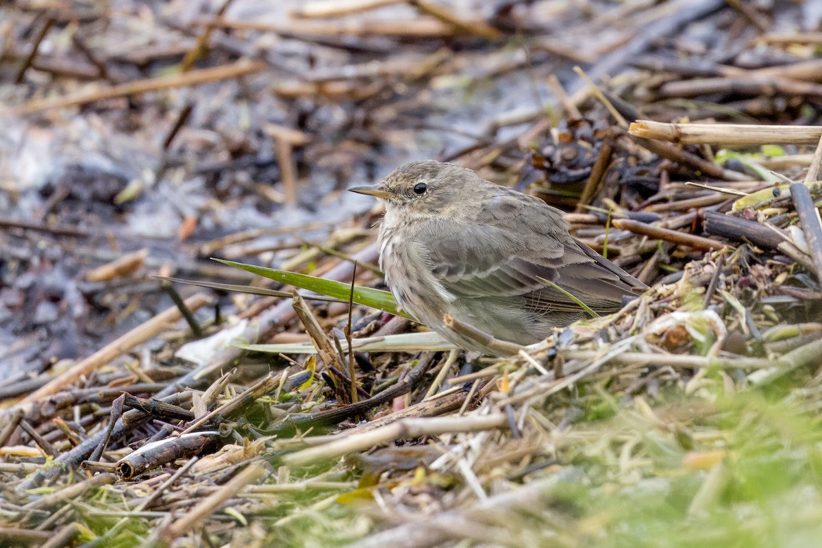 Meadow Pipit - ML618090332