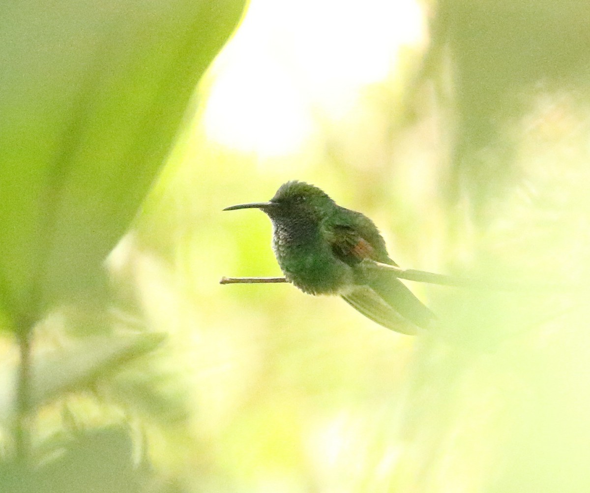 Stripe-tailed Hummingbird - Braden Collard