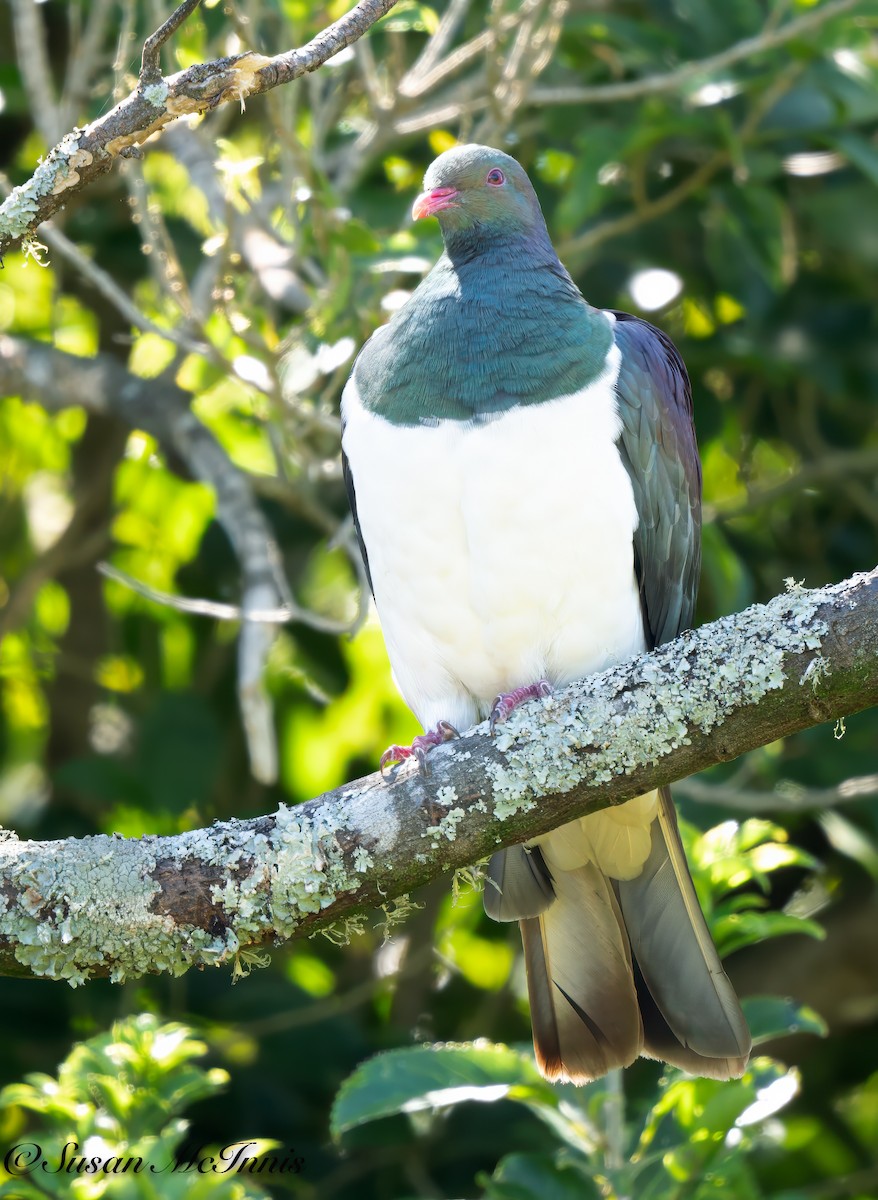 New Zealand Pigeon - Susan Mac