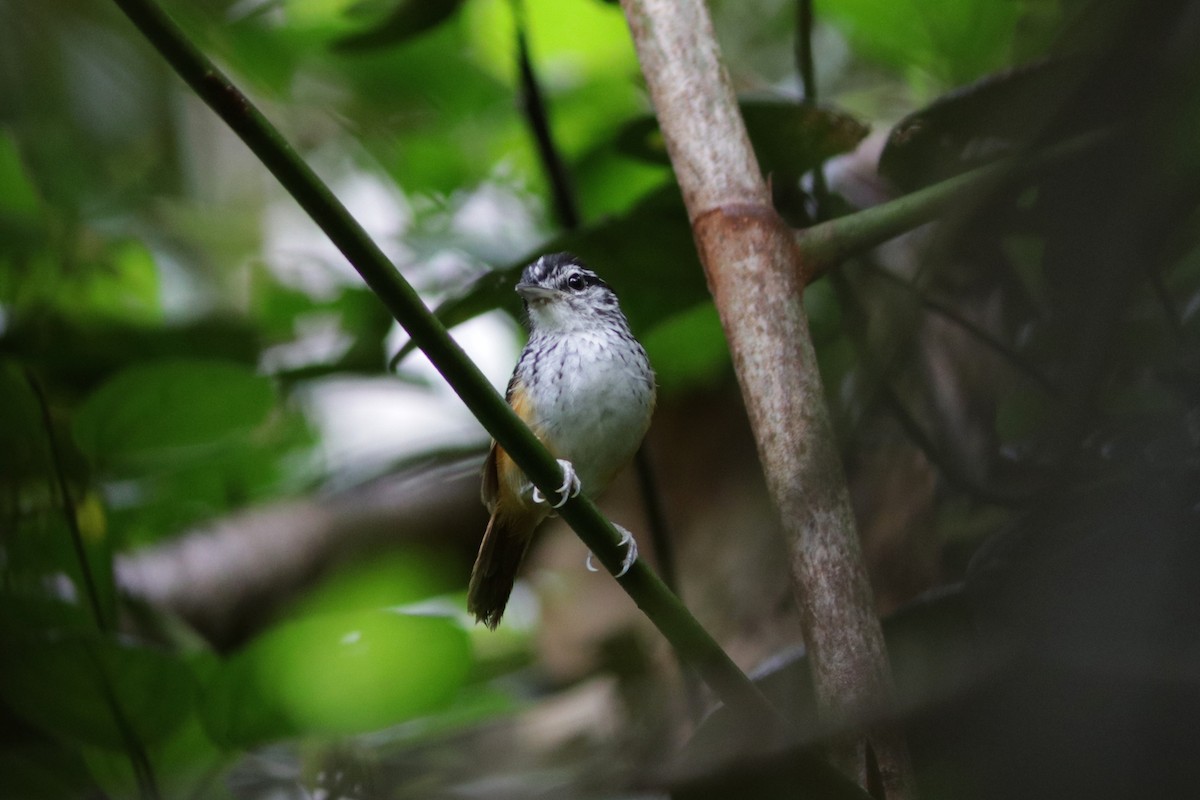 Guianan Warbling-Antbird - Richard Dunn