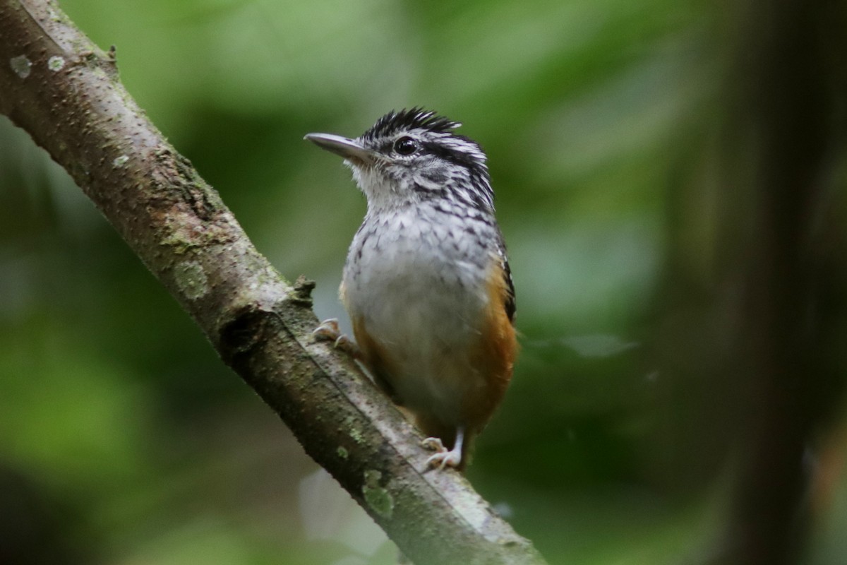 Guianan Warbling-Antbird - ML618090372