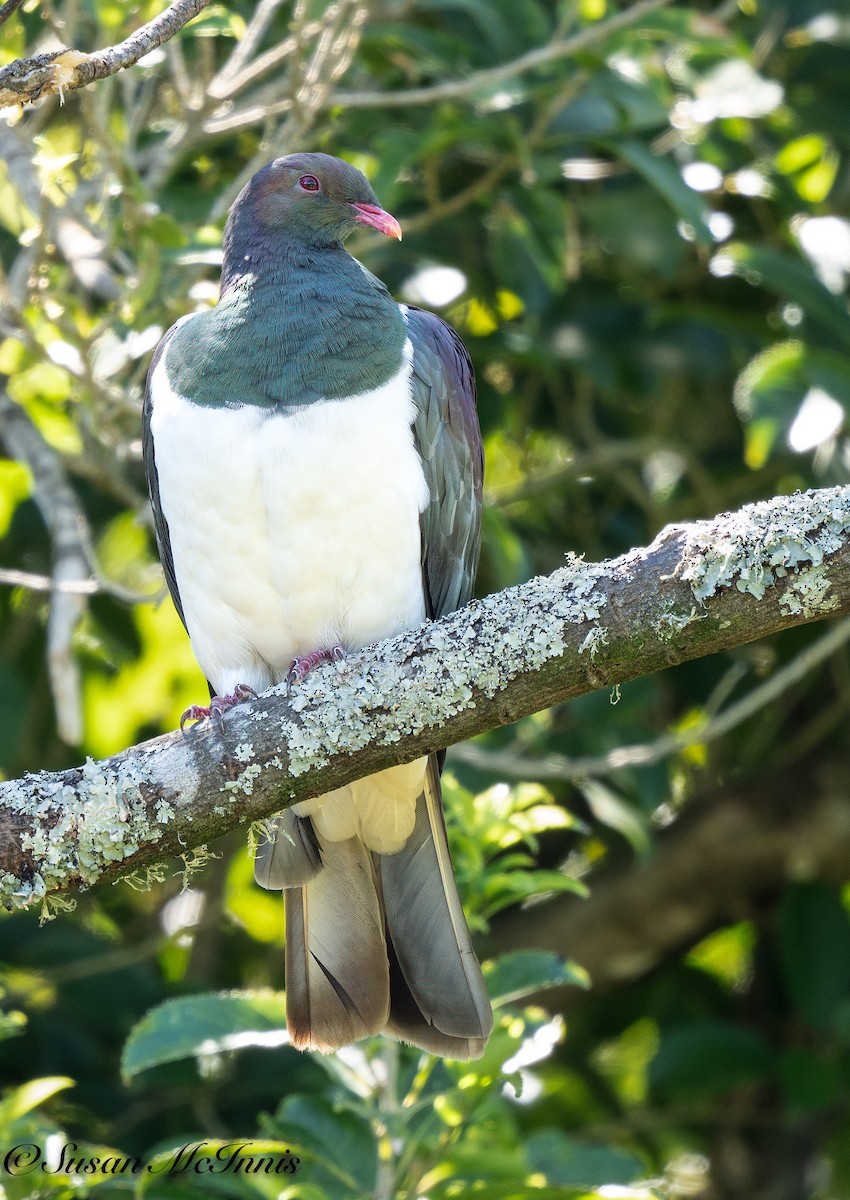 New Zealand Pigeon - ML618090412
