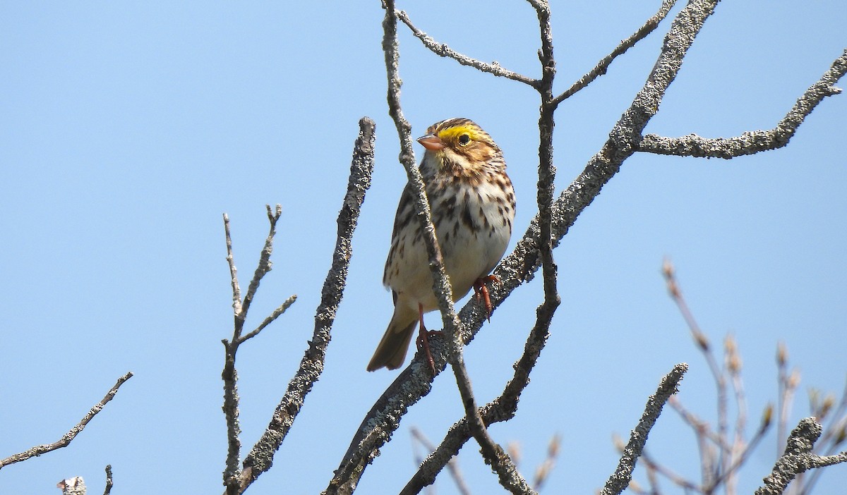 Savannah Sparrow - ML618090430