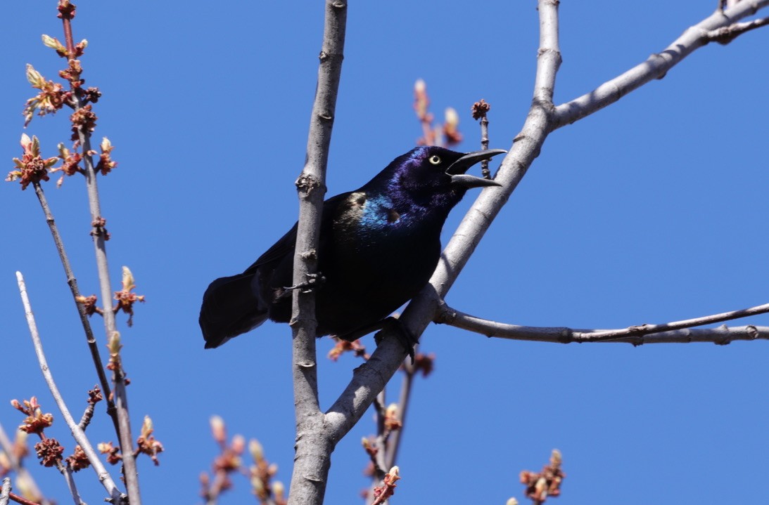Common Grackle - Tracy Muller