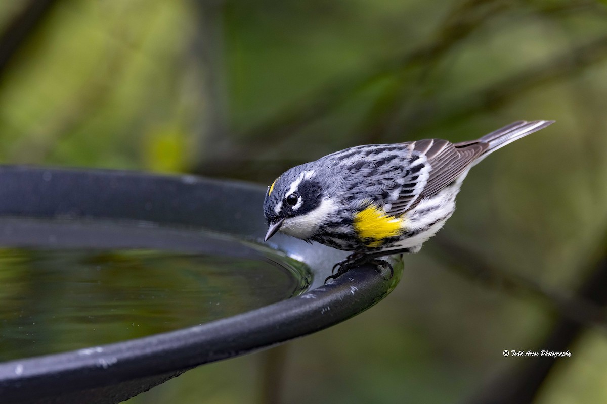 Yellow-rumped Warbler - Todd Arcos