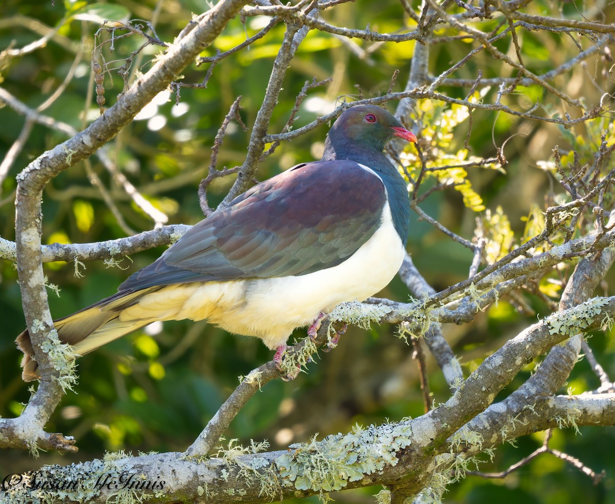New Zealand Pigeon - Susan Mac