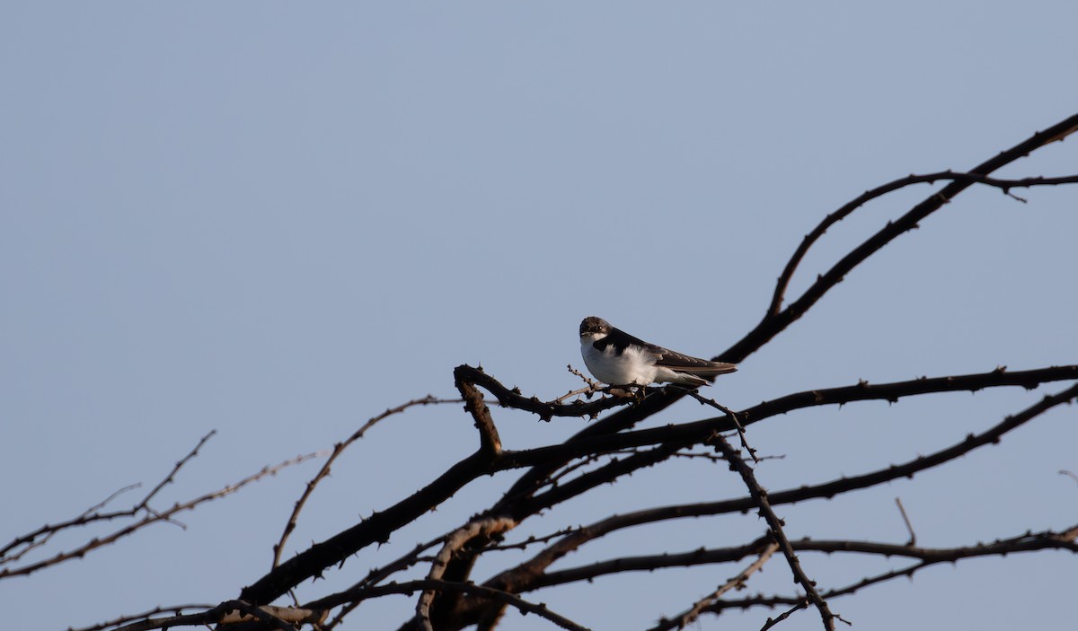 White-tailed Swallow - simon walkley