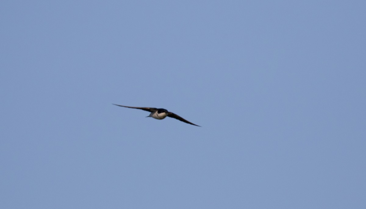 White-tailed Swallow - ML618090497