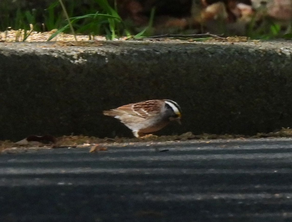 White-throated Sparrow - ML618090522