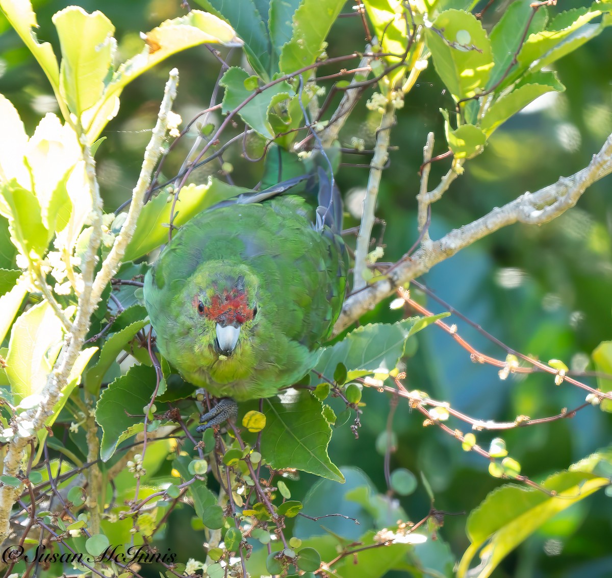 Red-crowned Parakeet - ML618090523