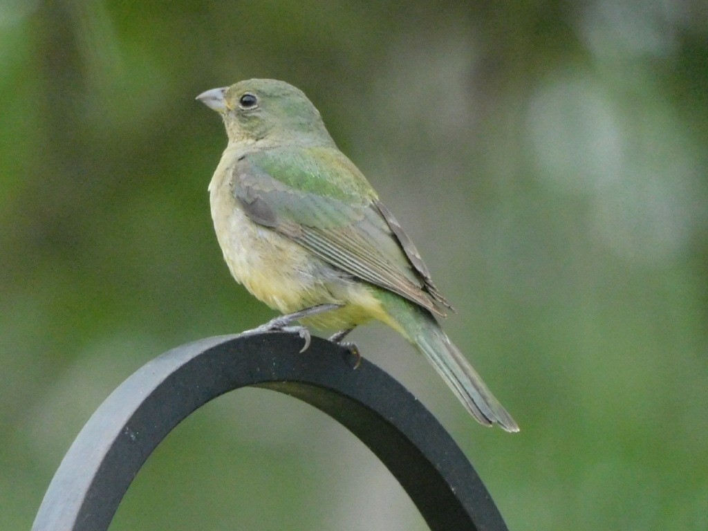 Painted Bunting - ML618090573
