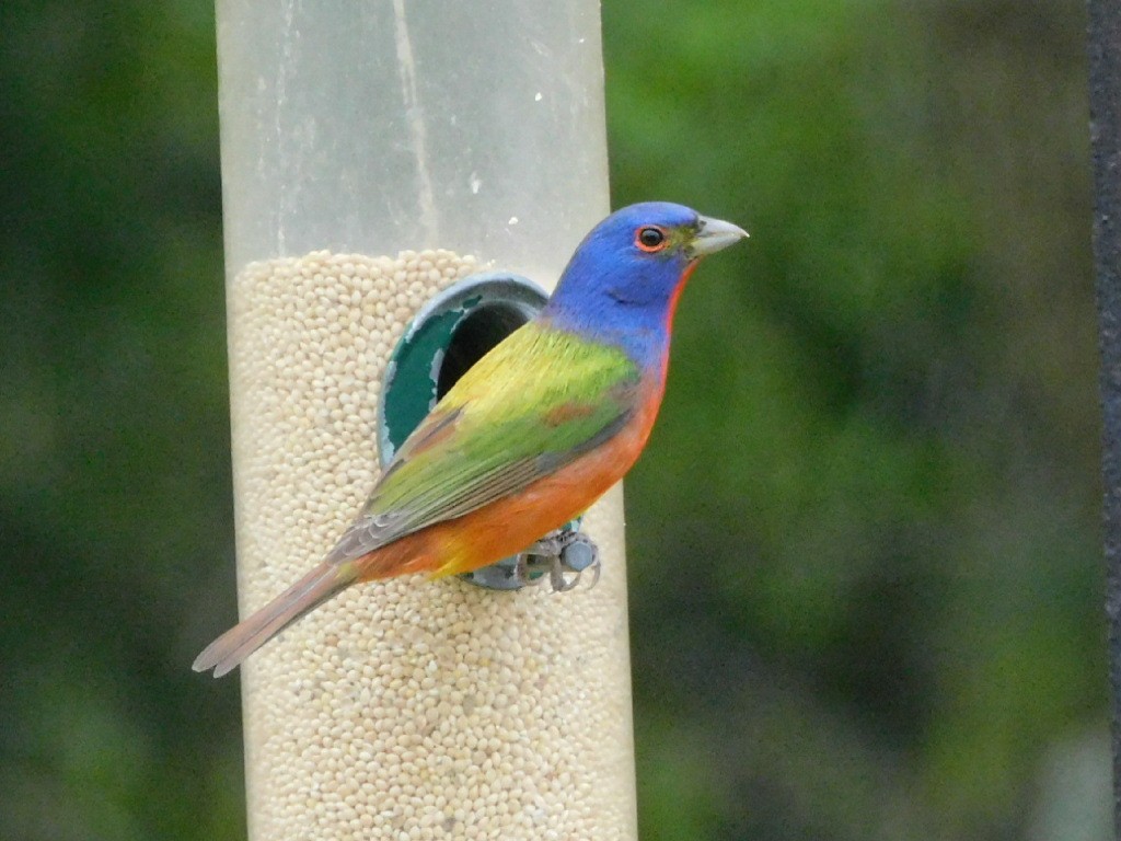 Painted Bunting - ML618090574