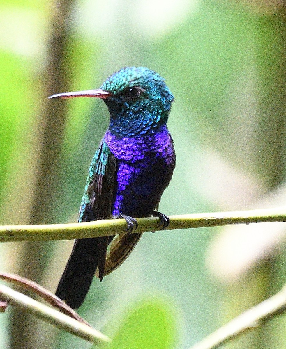 Violet-bellied Hummingbird - Qinglin Ma