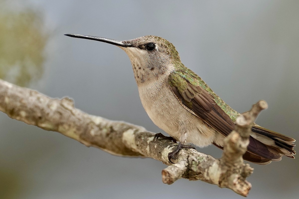 Black-chinned Hummingbird - ML618090592