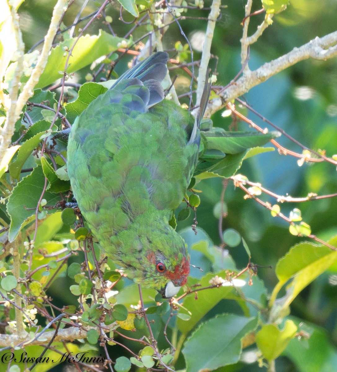 Red-crowned Parakeet - ML618090593
