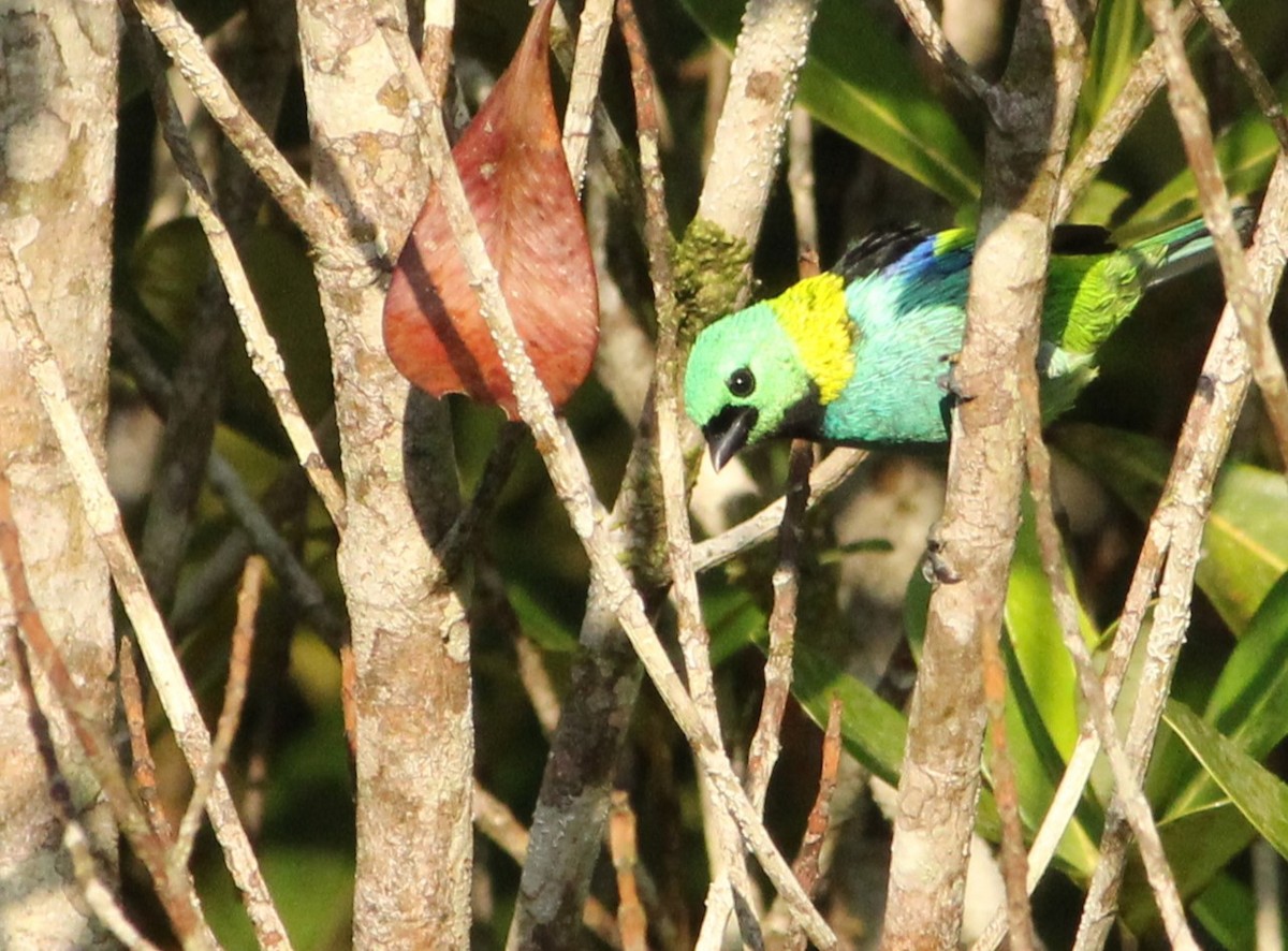 Green-headed Tanager - ML618090598