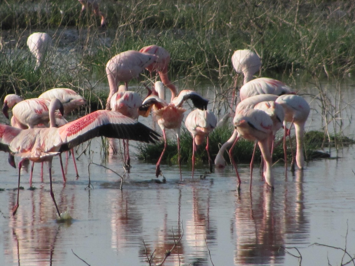 Lesser Flamingo - Marco Costa