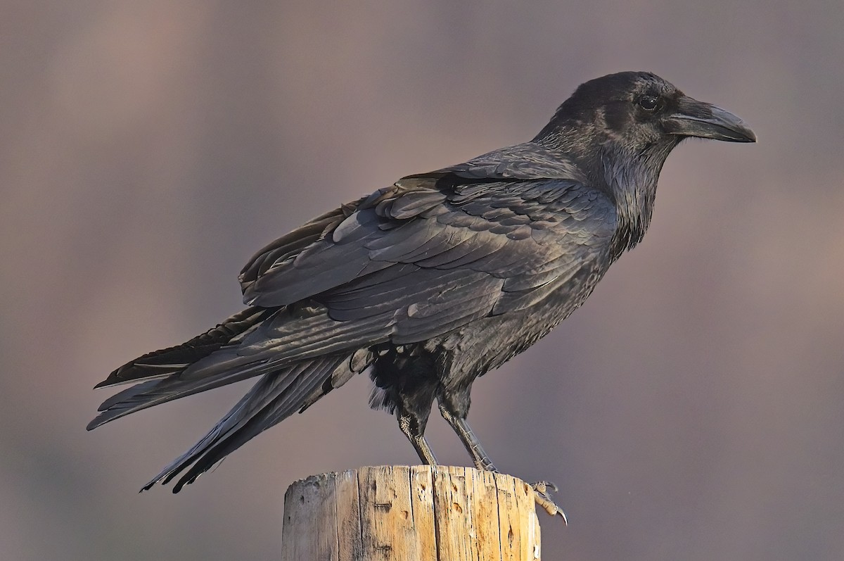Common Raven - Robert Oberfelder