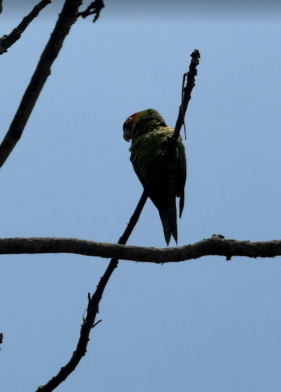 Red-masked Parakeet - ayush gupta