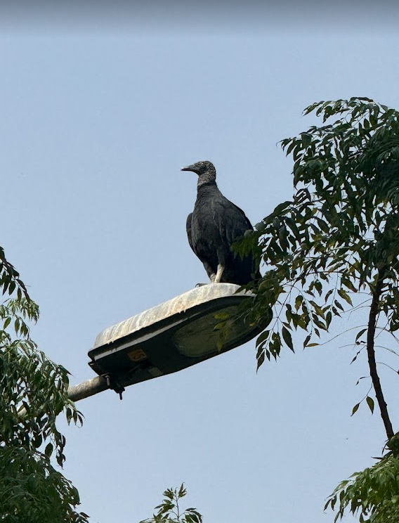 Black Vulture - ayush gupta