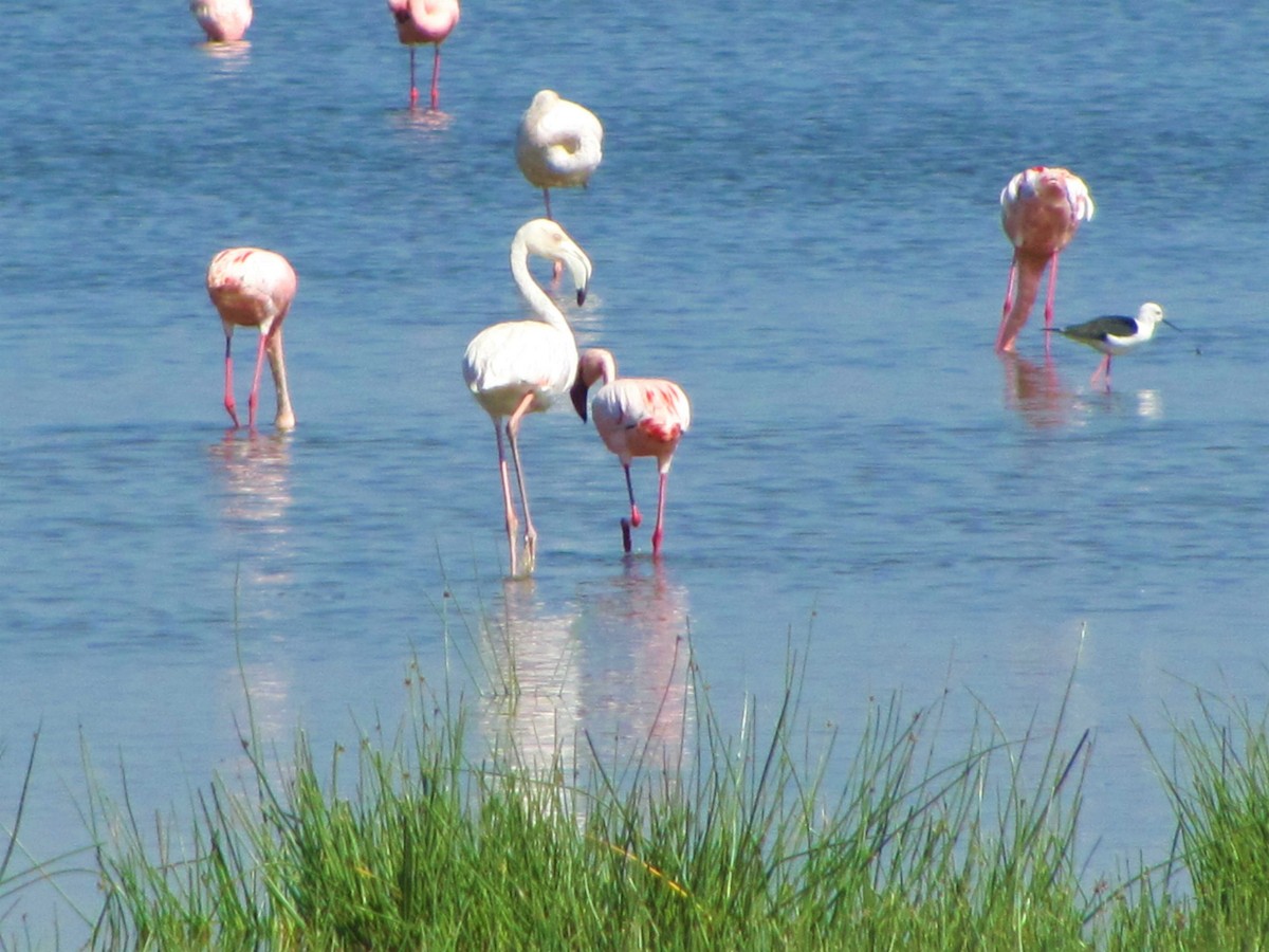 Greater Flamingo - Marco Costa
