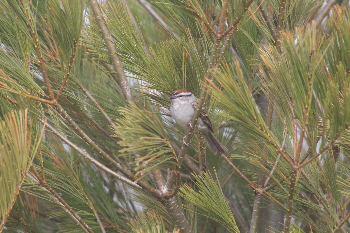 Chipping Sparrow - ML618090683