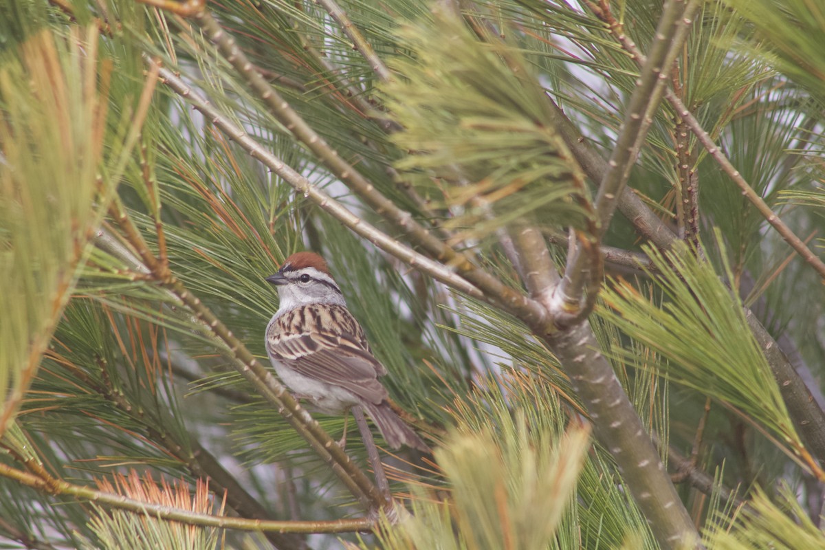 Chipping Sparrow - Alexis Stark