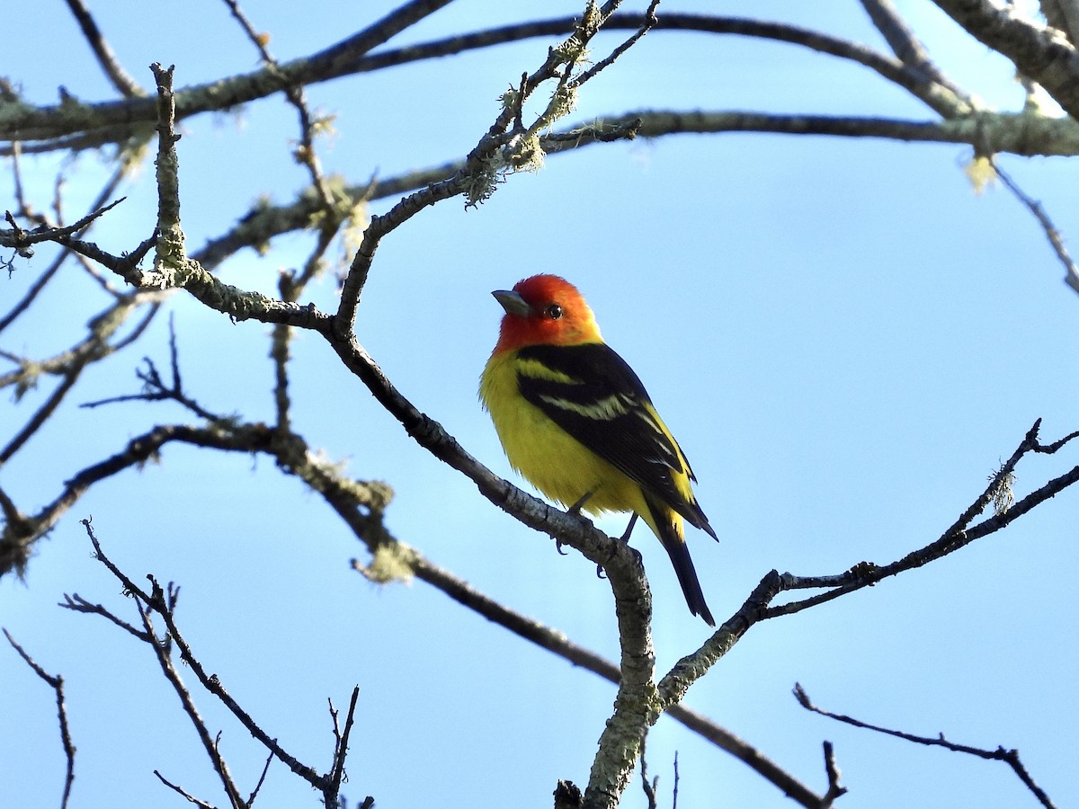 Western Tanager - ML618090686