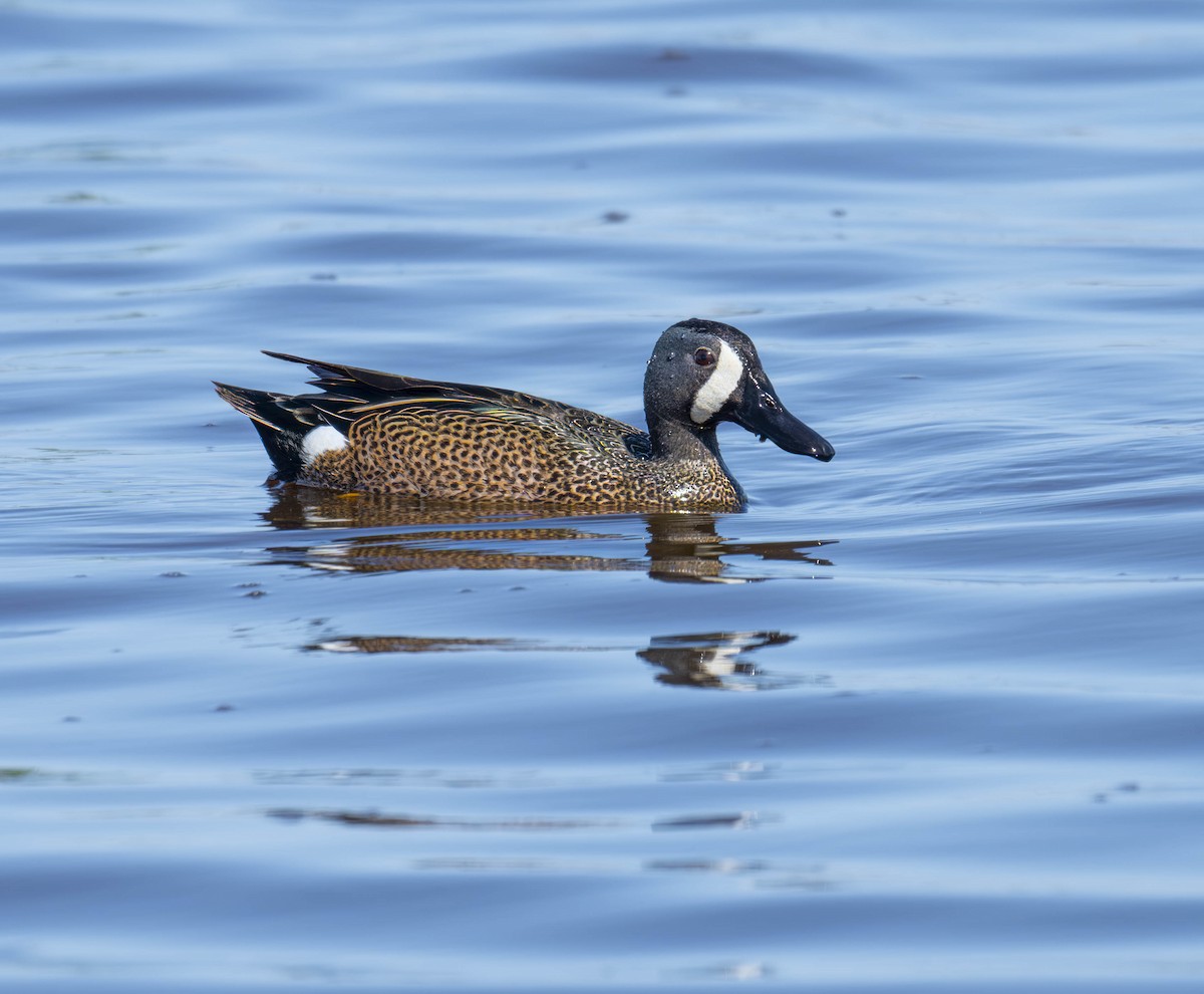 Blue-winged Teal - ML618090695