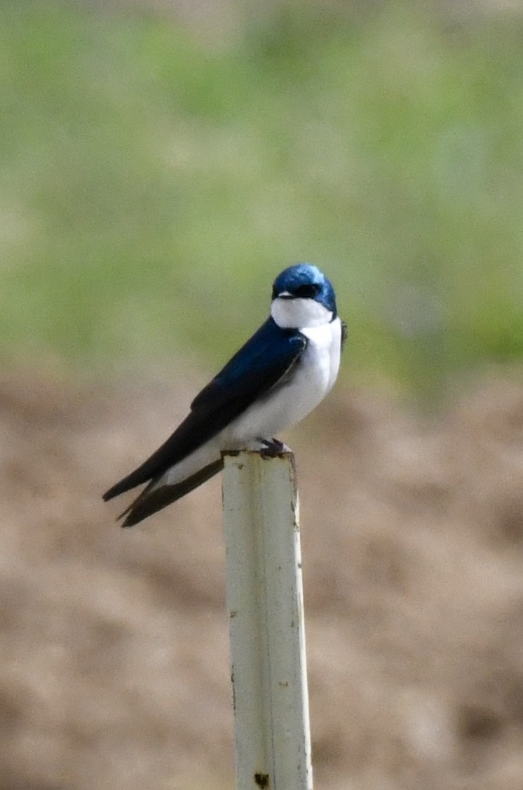 Tree Swallow - Becky Rooney