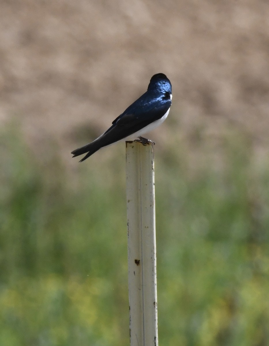 Tree Swallow - Becky Rooney