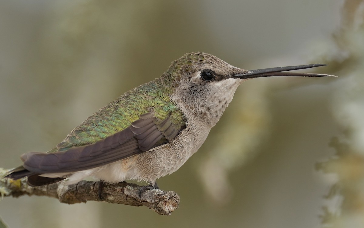 Black-chinned Hummingbird - ML618090730