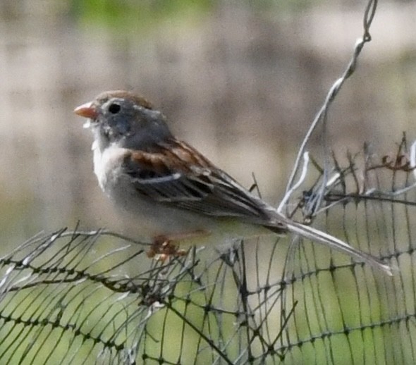Field Sparrow - ML618090746